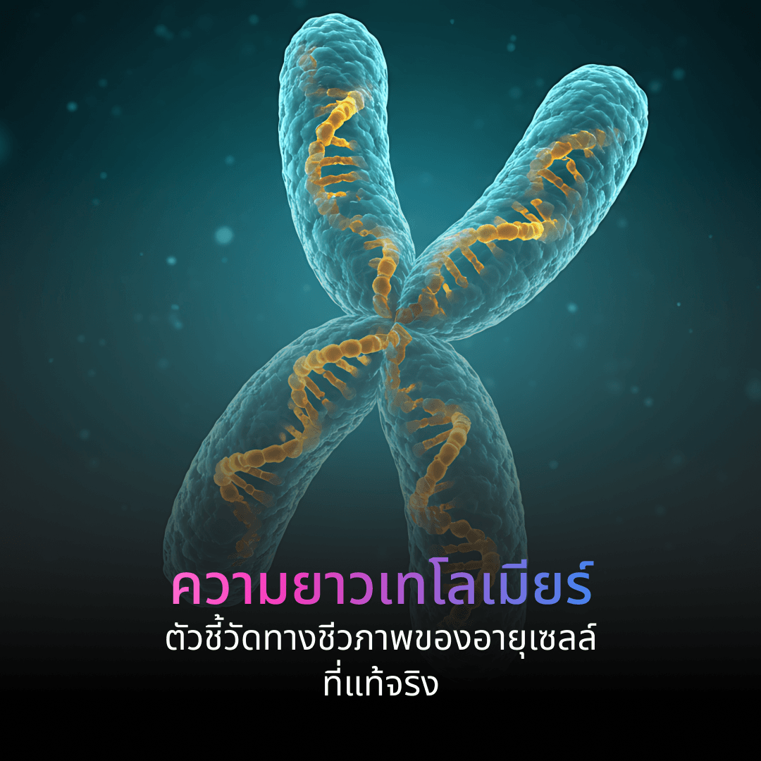 การวัดความยาวเทโลเมียร์ (Telomere Length Analysis): ตัวชี้วัดทางชีวภาพของอายุเซลล์ที่แท้จริงและอัตราการแก่ชรา
